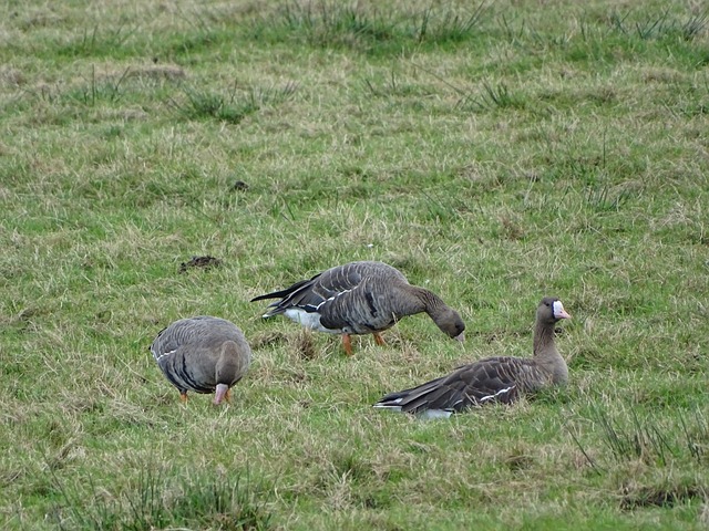 这使得它们 这使得它们